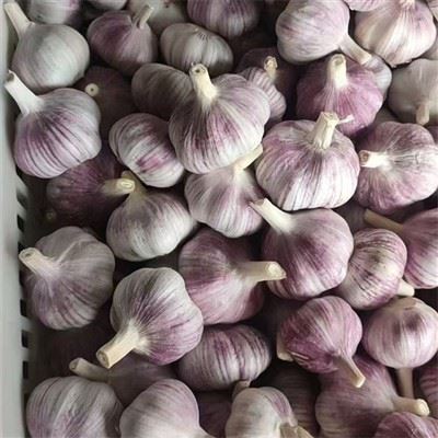 लहसुन का सिर